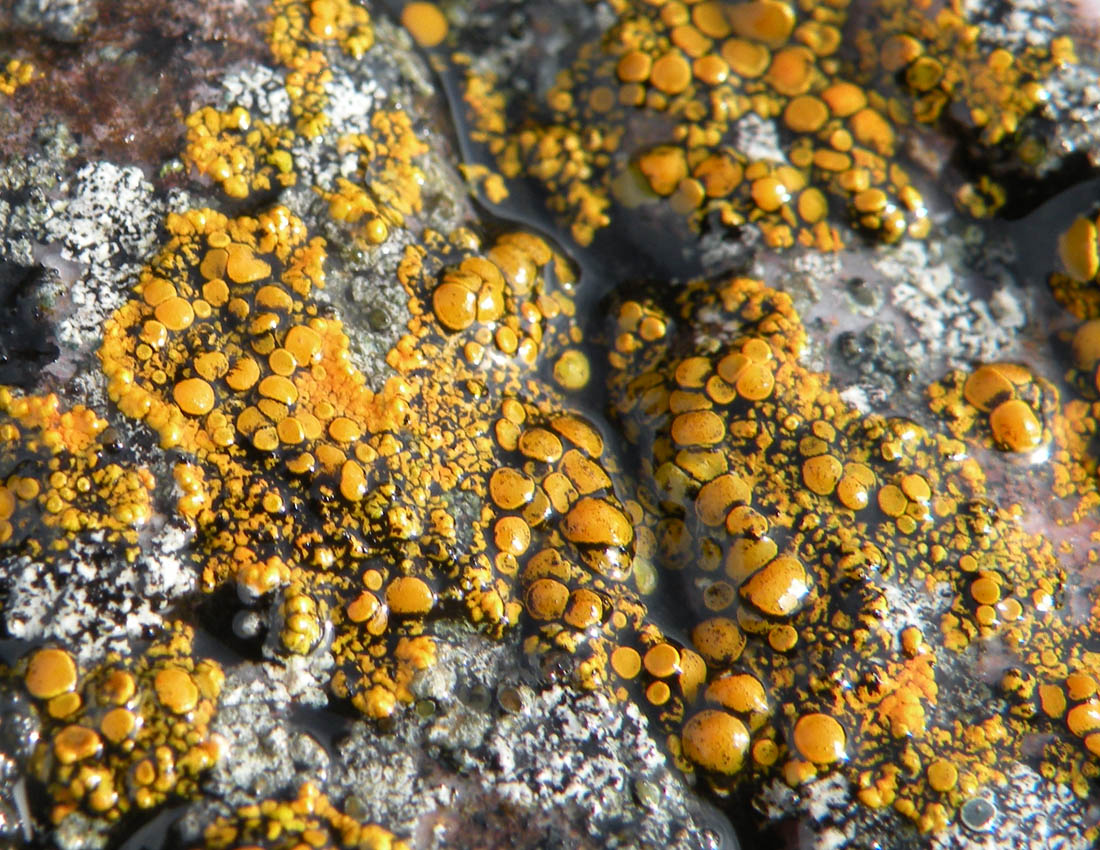 Sugli scogli del Galles